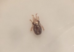 Ornithonysus sylviarum