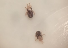 Ornithonysus sylviarum