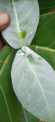 Calotropis procera image