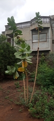 Calotropis procera