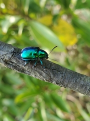 Platycorynus chalybaeus