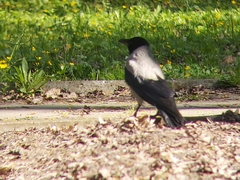 Corvus cornix