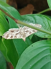 Sameodes cancellalis