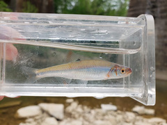 Lythrurus fasciolaris