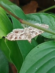 Sameodes cancellalis