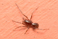 Oedignatha