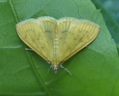 Loxomorpha flavidissimalis