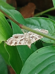 Sameodes cancellalis