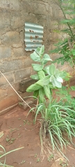 Calotropis procera