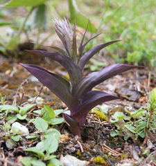 Epipactis atrorubens