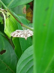 Sameodes cancellalis