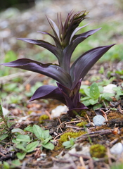 Epipactis atrorubens