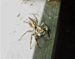 Menemerus bivittatus