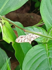 Sameodes cancellalis