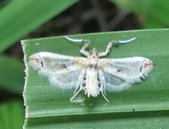 Neoleucinodes