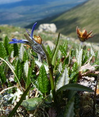 Campanula uniflora