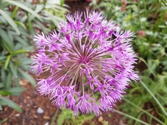 Allium giganteum