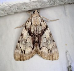 Catocala blandula