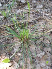Carex digitata