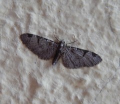 Eupithecia insigniata
