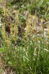 Plantago maritima serpentina