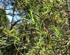 Dracophyllum sinclairii