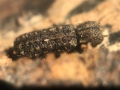 Lichenophanes bicornis