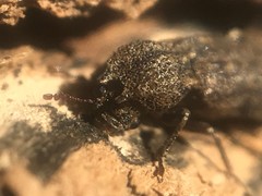 Lichenophanes bicornis