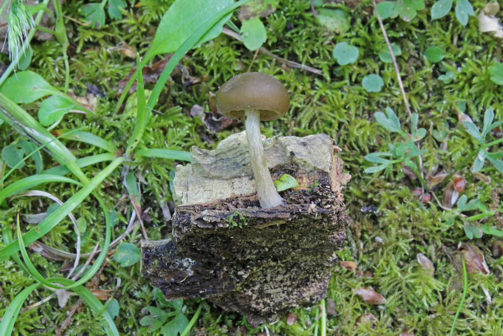 Simocybe sumptuosa