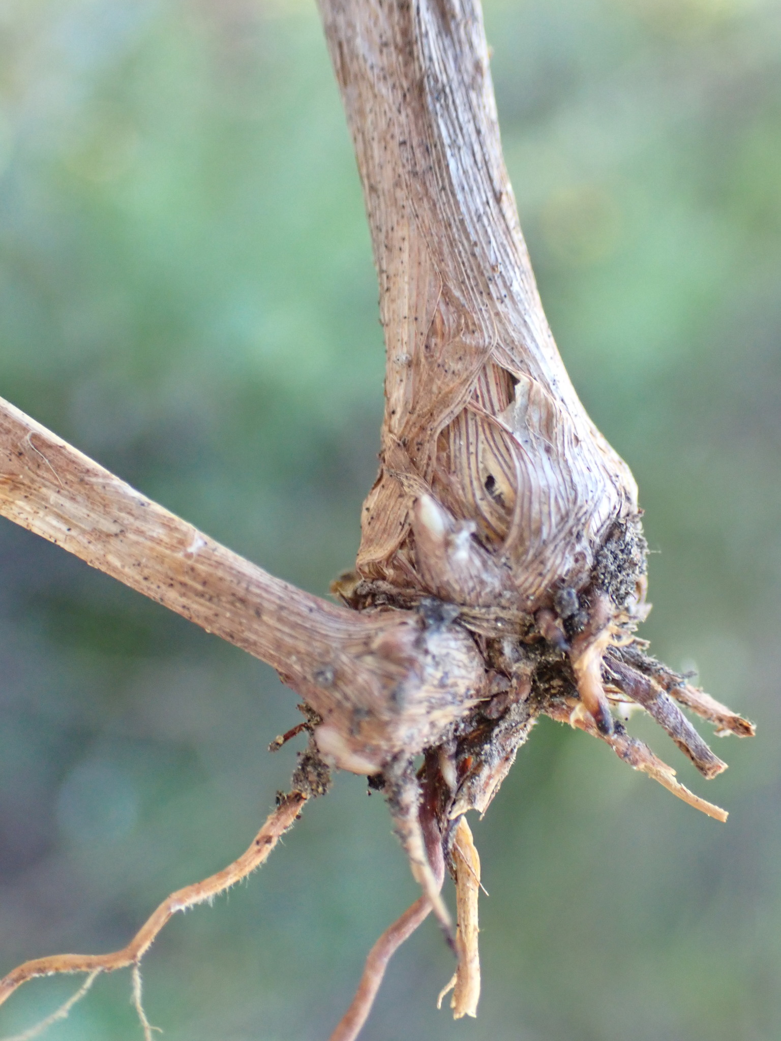 (c) David Hoare, certains droits réservés (CC BY-NC) https://www.inaturalist.org/observations/78364269