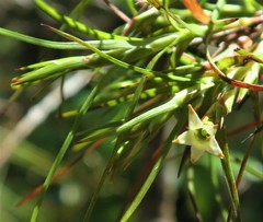 Dracophyllum sinclairii