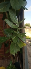 Calotropis procera