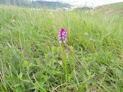 Neotinea tridentata tridentata