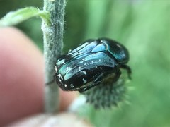 Euphoria sepulcralis