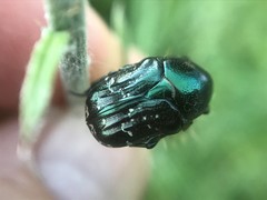 Euphoria sepulcralis