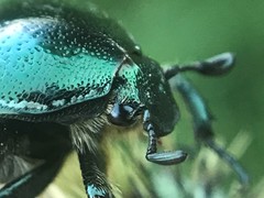 Euphoria sepulcralis