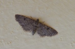 Eupithecia indigata