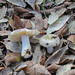 Russula odorata - Photo (c) Davide Puddu, some rights reserved (CC BY), uploaded by Davide Puddu