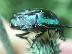 Euphoria sepulcralis