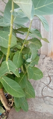 Calotropis procera image