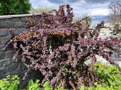 Berberis thunbergii