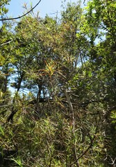 Dracophyllum sinclairii