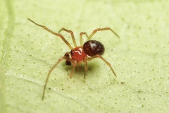 Ruborridion musivum