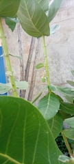 Calotropis procera