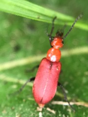 Rhyphonemognatha rufa