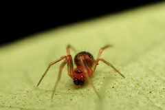 Ruborridion musivum