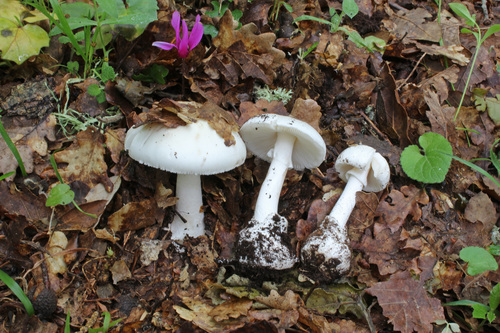 Amanita verna — (c) Davide Puddu, some rights reserved (CC BY)