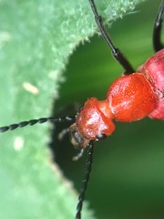 Rhyphonemognatha rufa