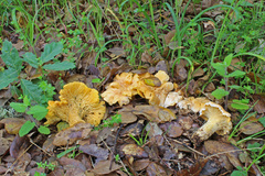 Cantharellus pallens