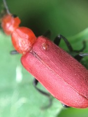 Rhyphonemognatha rufa